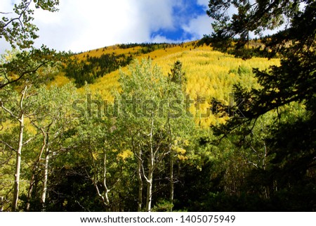 Aspen & Pine Covered Mountainside in Arizona Fall
