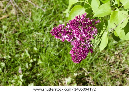 Close-up view of beautiful deep rose color lilac flowers in bloom