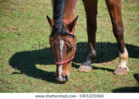 Horse grazing near the stable