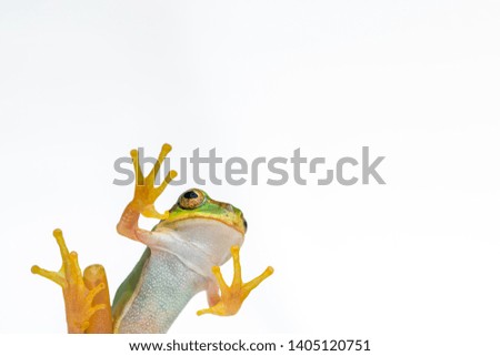  a frog on a white background.