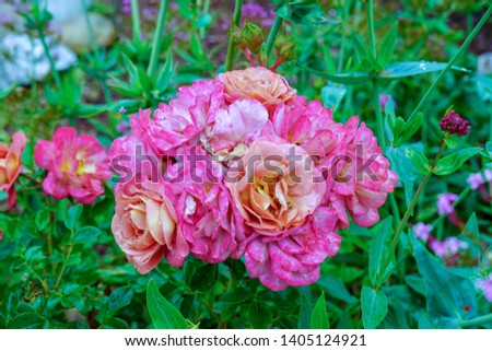 Closeup of Pink and Yellowish tint Flower Bouquet in Garden with Water Droplets.