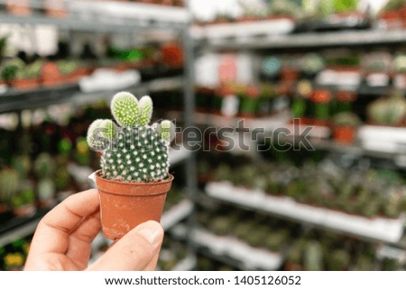Garden center and wholesale supplier concept. Selective focus on cactus in pots in the hands of man. Buying plants for home. Holding out potted succulents to the camera.