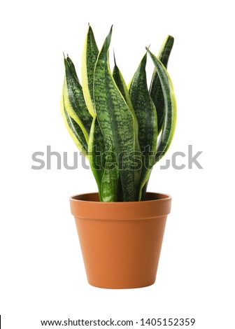 Beautiful sansevieria plant in pot on white background. Home decor