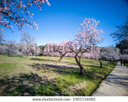 Almond trees blooming in the Quinta De Los Molinos park in spring in Madrid, Spain, Europe.