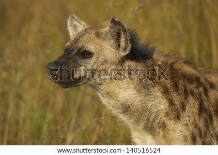 Spotted hyena, Africa