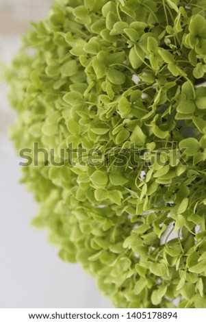 The background of the beautiful, cute picture of Hydrangea serrata.