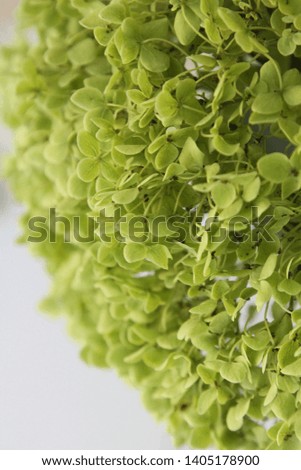 The background of the beautiful, cute picture of Hydrangea serrata.
