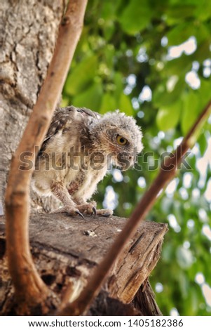 A beautiful owlet in India. An owl is traditionally a symbol of wisdom, so we are neither doves nor hawks but owls, and we are vigilant when others are resting.