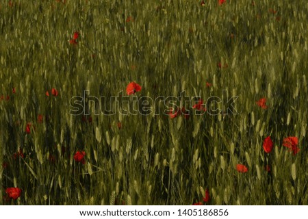 Poppies at sunset in a wild field 