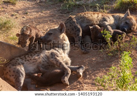 hyena predator mammal of the national parks and nature reserves of south africa