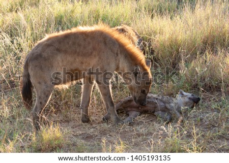 hyena predator mammal of the national parks and nature reserves of south africa