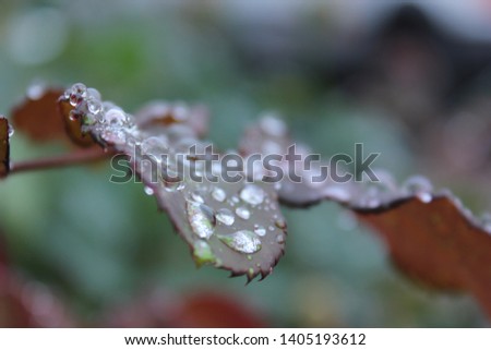 Little weater drops on a leaf after rain.