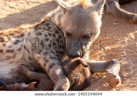 hyena national parks and nature reserves of south africa