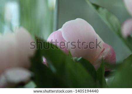 a picture of beautiful and Paeonia