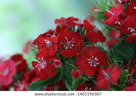 a picture of a cute little dianthus
