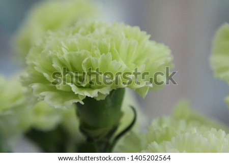 a picture of beautiful and elated carnations