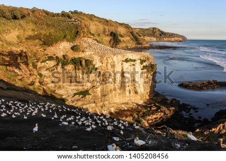This is picture of huge gannet colony in Muriwai beach. West of Auckland in New Zealand