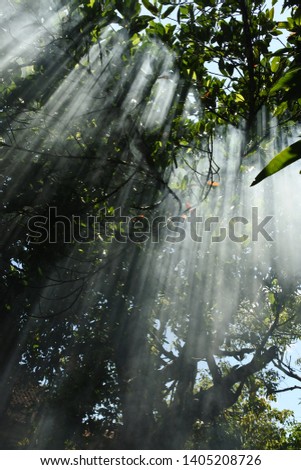ray of light pierced the trees