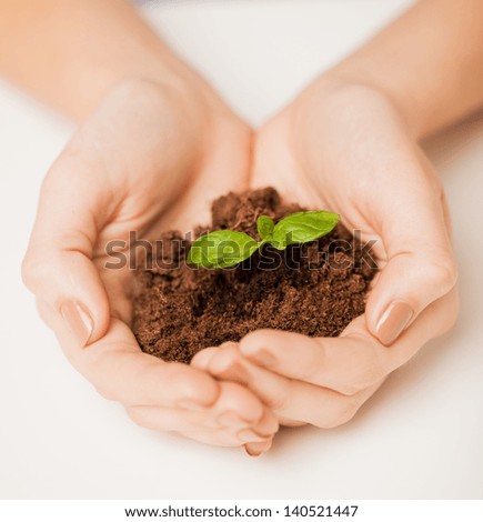 picture of woman hands with green sprout and ground