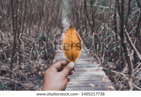The path that is sprinkled with leaves in the autumn leaves