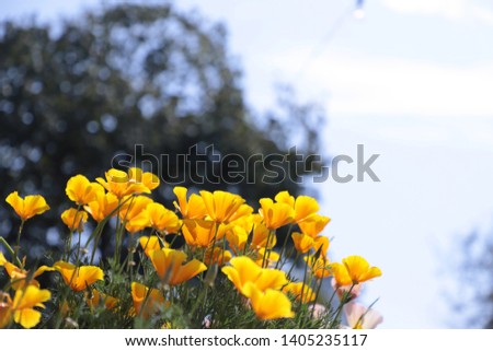 Beautiful Colorful Flowers Background Image | Garden | Floral - Image