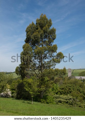 Spring Foliage of Johnston's or Tasmanian Yellow Gum Tree (Eucalyptus johnstonii) with a Bright Blue Sky Background in a Woodland Garden in Rural Devon, England, UK