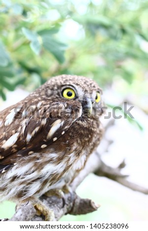 Yellow eyes of horned owl close up,Photo of an Owl in macro photography, high resolution photo of owl cub. The bureaucratic owl,