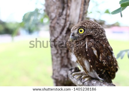 Yellow eyes of horned owl close up,Photo of an Owl in macro photography, high resolution photo of owl cub. The bureaucratic owl,