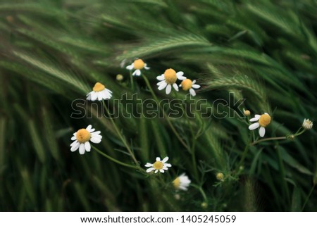 Close picture macro of daisy chamomile camomile on a field meadow in forest