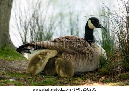 goose on grass with gosling under the wing 