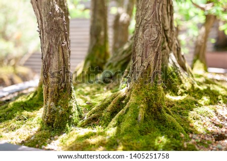 Japanese Bonsai Tree with Moss, Close Up, Leaves and Branches in Background, Trunk, Roots and Bark in Foreground. Shallow depth of field.