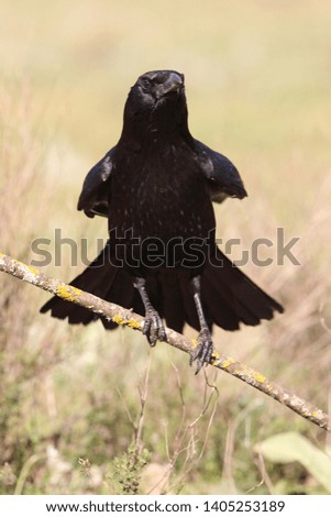 Carrion crow, Corvus corone, birds