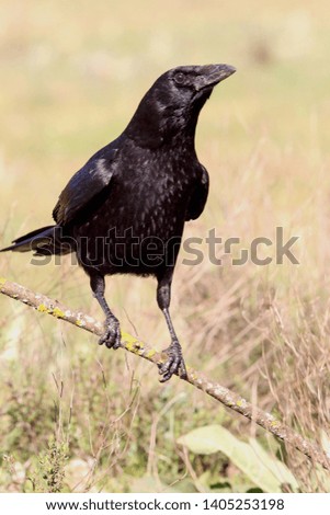 Carrion crow, Corvus corone, birds