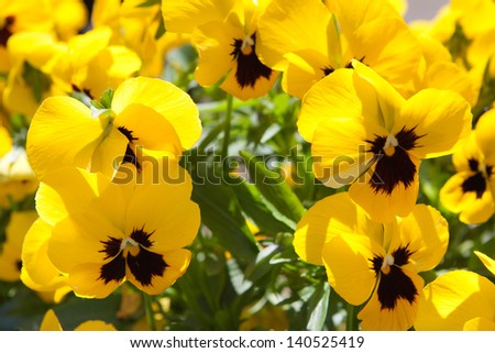 yellow pansies background