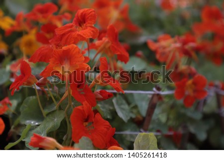 Beautiful Colorful Flowers Background Image | Garden | Floral - Image
