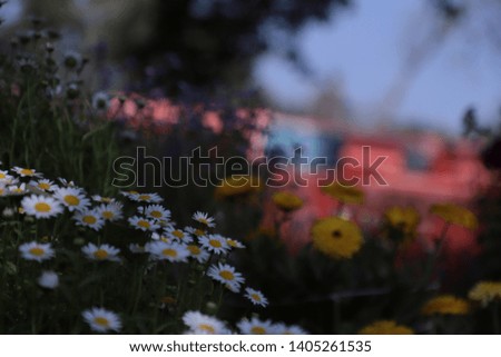 Beautiful Colorful Flowers Background Image | Garden | Floral - Image
