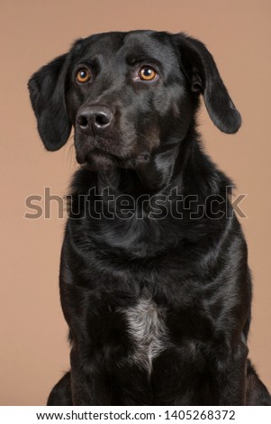 Black cute dog pet portrait on a brown background