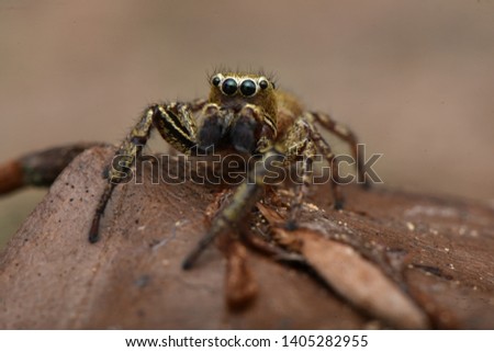 Jumping spider Dendryphantes rudis with prey