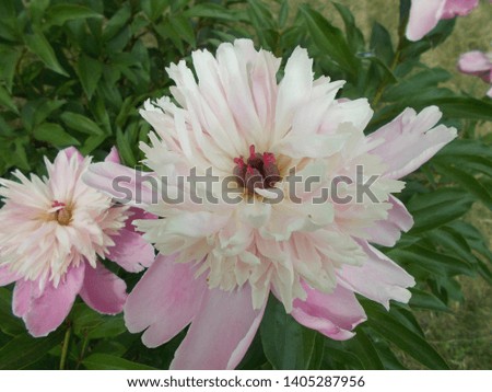 
beautiful peonies in a city park