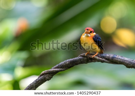 Beautiful baby Rufous-backed Dwarf-Kingfisher (Ceyx rufidorsa) perched