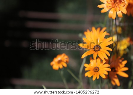 Beautiful Colorful Flowers Background Image, Garden,  Floral - Image
