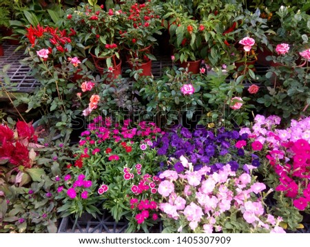 Colorful Flower in the Shop Royalty-Free Stock Photo #1405307909
