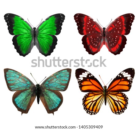 four tropical colored butterflies isolated on white background