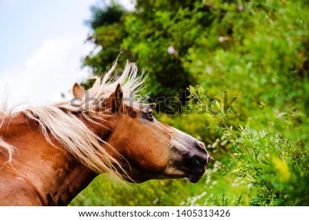 Portrait of a horse. Animal world