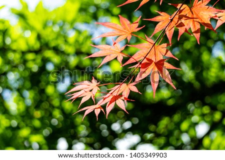 Branch with young red leaves of Japanese maple Acer Palmatum on blurred background of green. Close-up. Selective focus.Concept of nature of tNorth Caucasus for design.