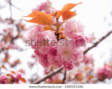 Close-up Pink Cherry blossom with blurred background. Prunus serrulata or Sakura Flowers (Kanzan) branch in spring time.