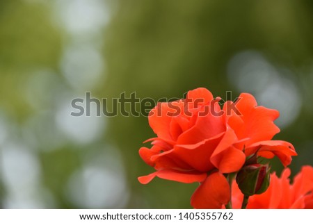 Image photograph of rose