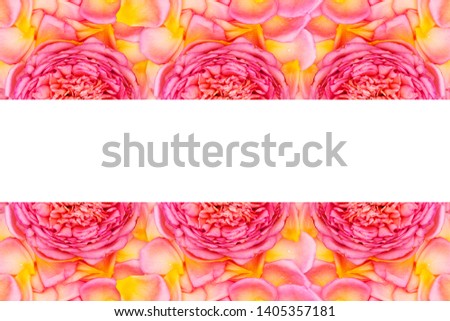 Pink yellow Rose flowers and petals, frame with copy space, text place. Fragrant English Rose var. Celebration, Floral banner background with pink and yellow flowers and petals.