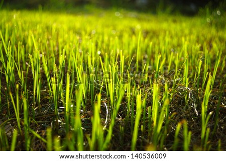 Grass regenerate in the garden. Royalty-Free Stock Photo #140536009