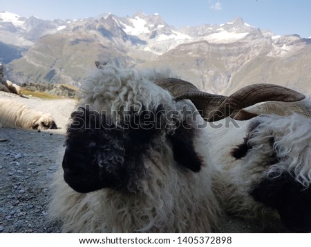 Typical blacknose sheep in Zermatt with mountain panorama in background. Picture taken in the Alps, Zermatt, Blauherd Station.